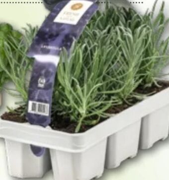 Bauhaus Lavendel Angebot