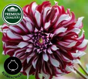Dehner Dahlie Angebot