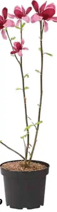 Dehner Magnolie genie Angebot