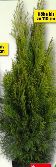 Bauhaus Thuje smaragd Angebot