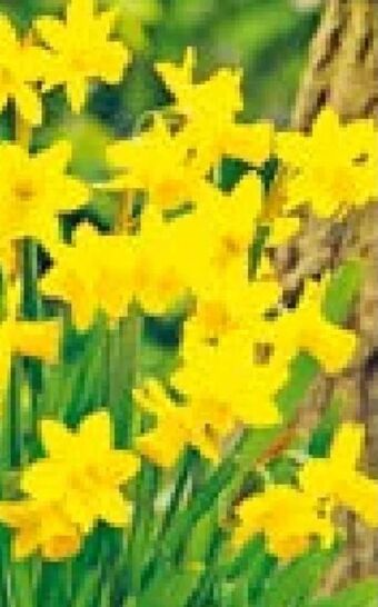Hellweg Narzissen Angebot