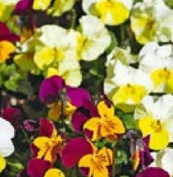 Hellweg Stiefmütterchen Angebot