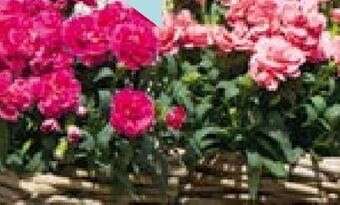 Hellweg Gartennelke Angebot