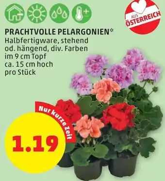 PENNY Prachtvolle Pelargonien pro Stk. Angebot