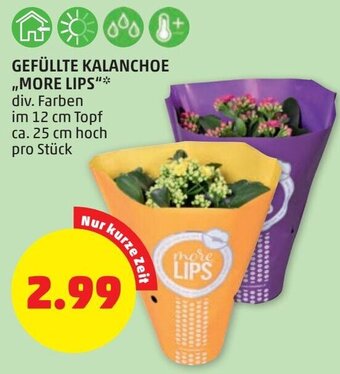 PENNY Gefüllte Kalanchoe,, More Lips" Angebot