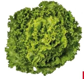 Transgourmet Lollo bionda Angebot