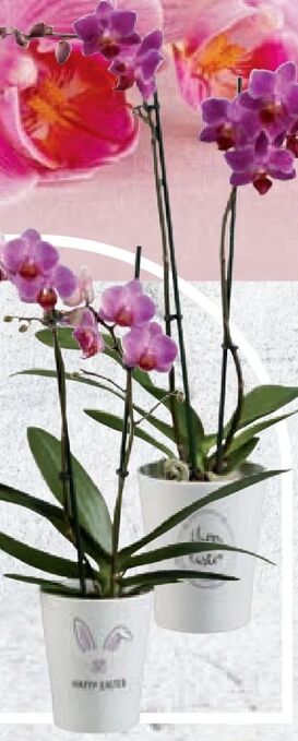 Lidl Orchidee happy easter Angebot