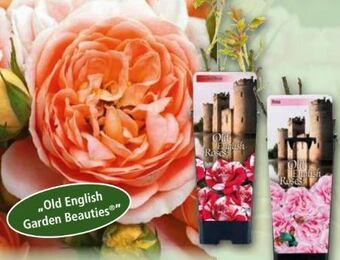 Norma Englische rosen Angebot