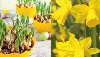 Norma Narzissen Angebot