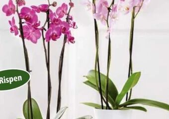 Norma Orchidee phalaenopsis Angebot
