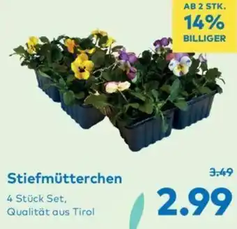 T&G Stiefmütterchen 1 Stk. Angebot