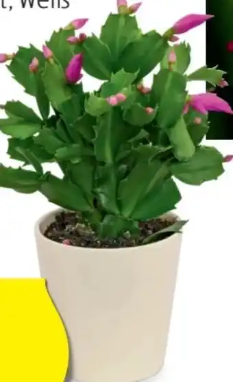 Hofer Osterkaktus Angebot