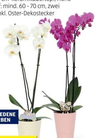 Hofer Orchidee Angebot