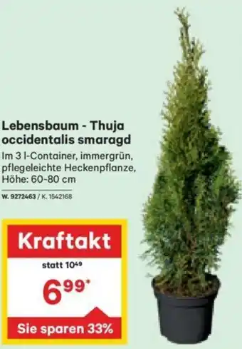 Lagerhaus Lebensbaum-Thuja occidentalis Smaragd 60-80 cm Angebot