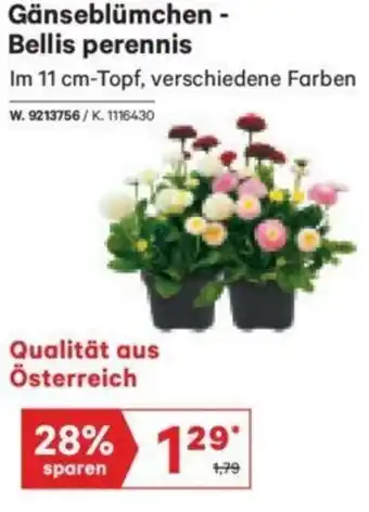 Lagerhaus Gänseblümchen-Bellis Perennis 11 cm-Topf Angebot