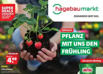Liebmarkt Erdbeerpflanzen 10er-Pack Angebot