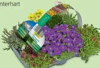 Hofer Alpengarten stauden Angebot