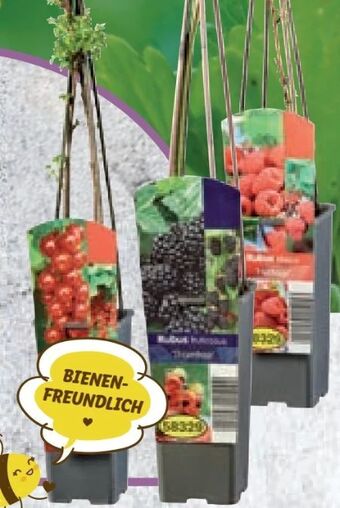 Lidl Beerenstrauch Angebot