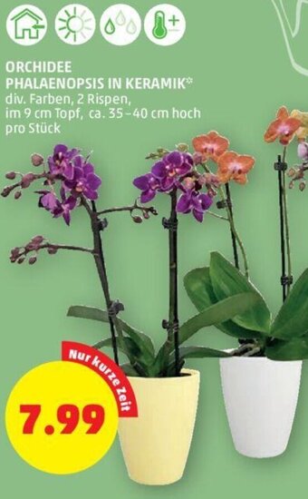 PENNY Orchidee Phalaenopsis in Keramik Angebot