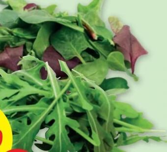 PENNY Rucola Angebot