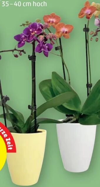 PENNY Orchidee phalaenopsis Angebot
