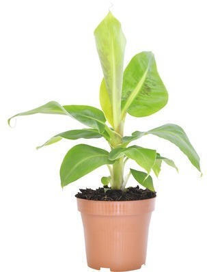 Hornbach Zierbanane floraself musa bananarama h 25-35 cm ø 12 cm topf Angebot