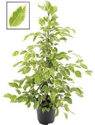 Hornbach Birkenfeige, benjamin-feige floraself ficus benjamina ''golden king' h 100-110 cm ø 21 cm topf Angebot
