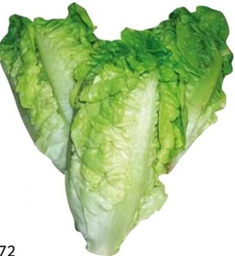 Transgourmet Salatherzen Angebot