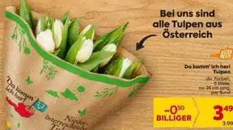 Billa Bei uns sind all Tulpen aus Österreich Angebot