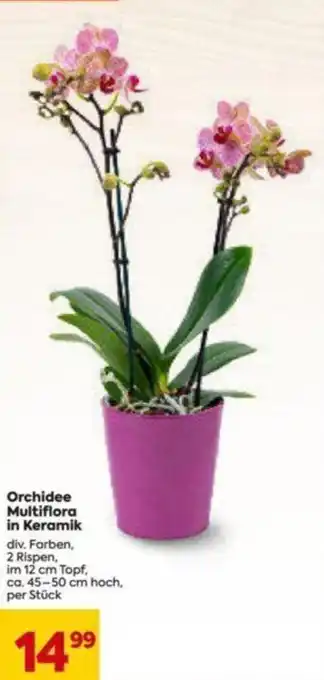 Billa Orchidee Multiflora in Keramik Angebot