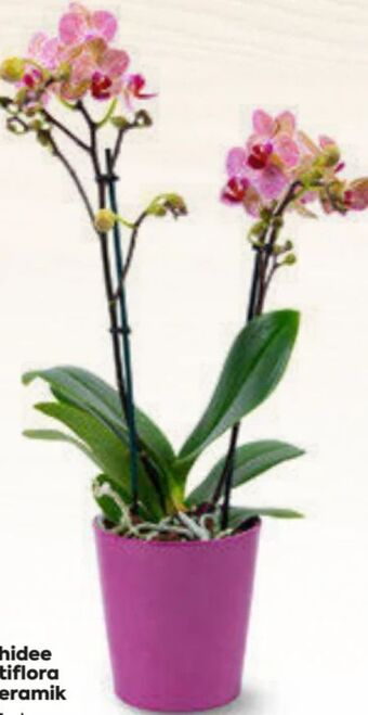 Billa Orchidee multiflora Angebot