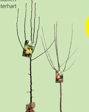 Hofer Obstbaum Angebot
