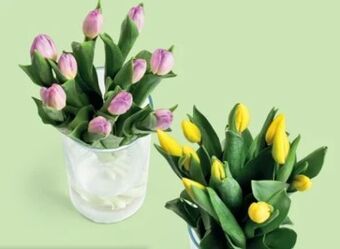 Hofer Tulpen Angebot