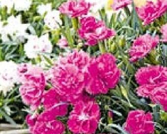Hellweg Nelken Angebot
