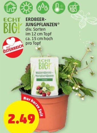 PENNY Erdbeer-Jungpflanzen Angebot