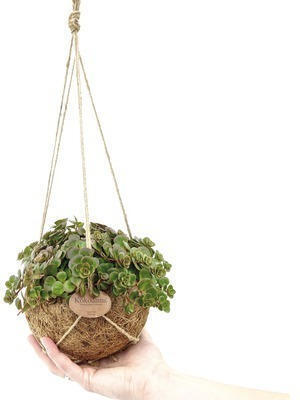 Hornbach Kokodama-ampel floraself sedum 'tornado' h ca. 20 cm ø 15 cm topf Angebot