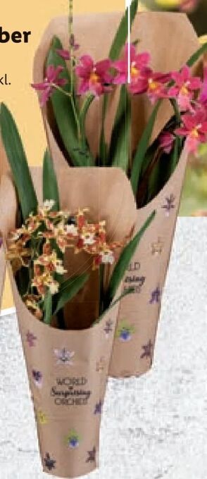 Lidl Orchidee 1-trieber Angebot