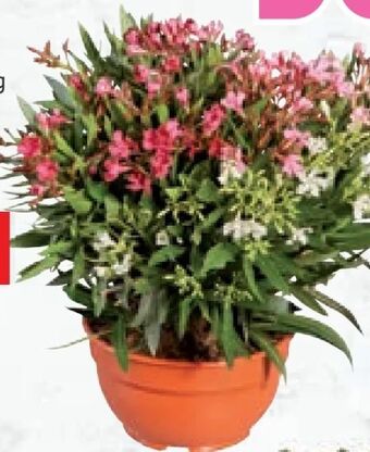Lidl Oleander trio Angebot