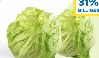 T&G Eissalat Angebot