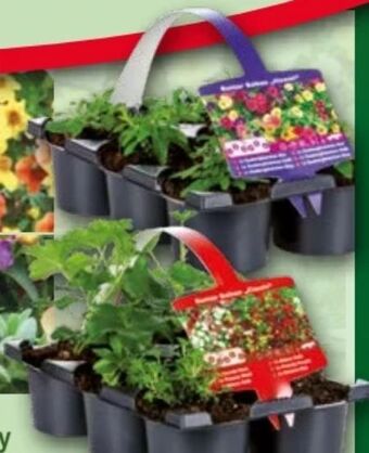 Norma Balkonkasten Angebot