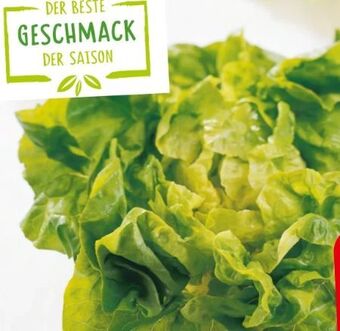 Spar Kopfsalat Angebot