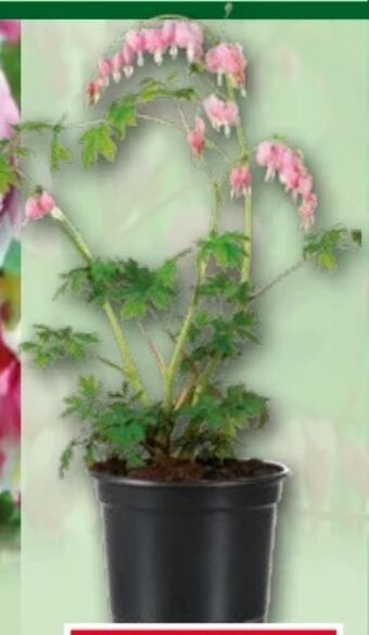 Norma Tränendes herz Angebot