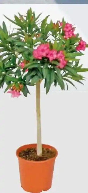Metro Oleander hochstamm Angebot
