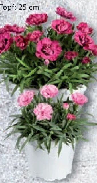 Lidl Dianthus Angebot