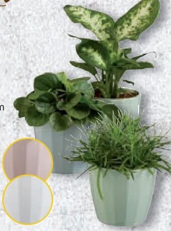 Lidl Grünpflanzen Angebot