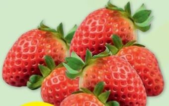 PENNY Premium erdbeeren Angebot