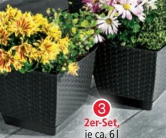 Norma Blumentopf Angebot