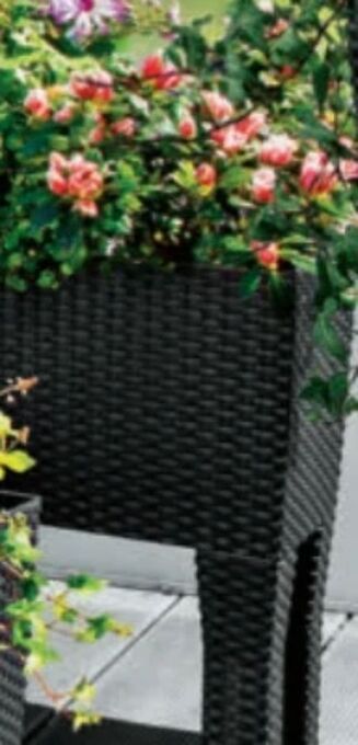 Norma Pflanzkasten Angebot