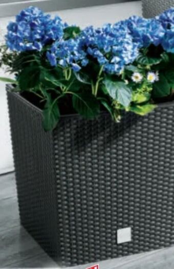 Norma Blumentopf Angebot