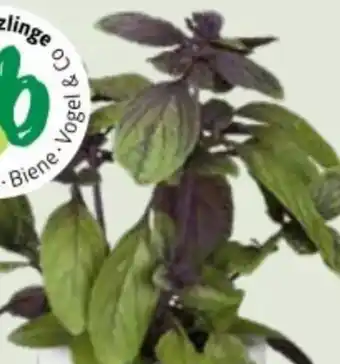 Bellaflora Bio basilikum blue magic Angebot